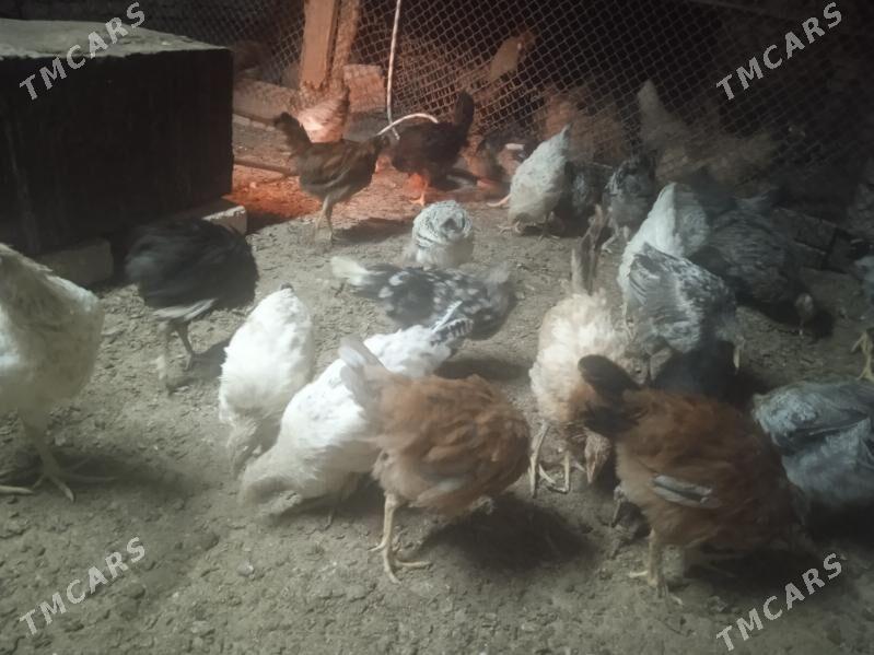 Gaz we towuk - Теджен - img 1