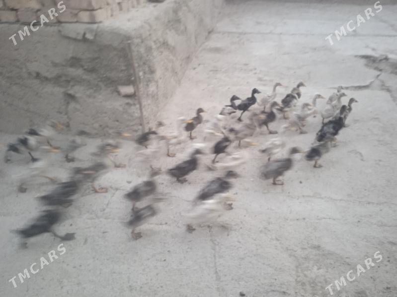 Gaz we towuk - Теджен - img 8