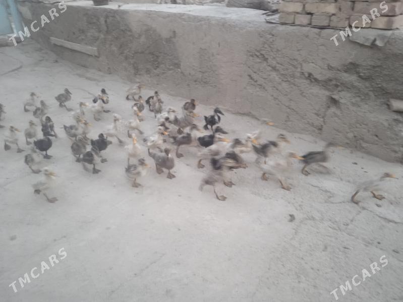 Gaz we towuk - Теджен - img 9