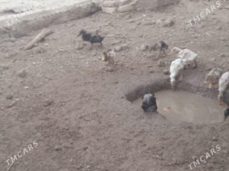 Gaz we towuk - Теджен - img 4