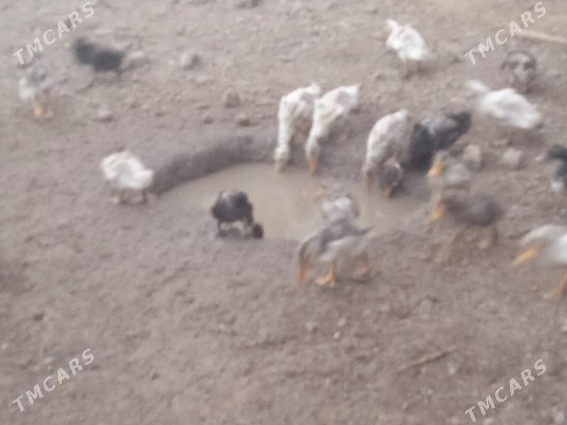 Gaz we towuk - Теджен - img 3