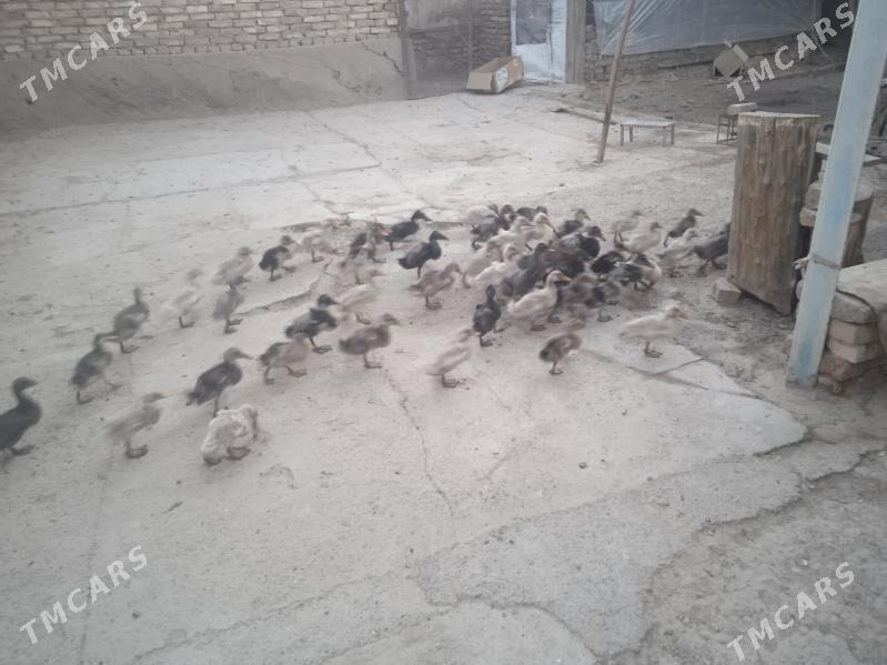 Gaz we towuk - Теджен - img 10