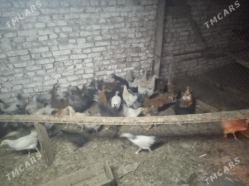 Gaz we towuk - Теджен - img 6