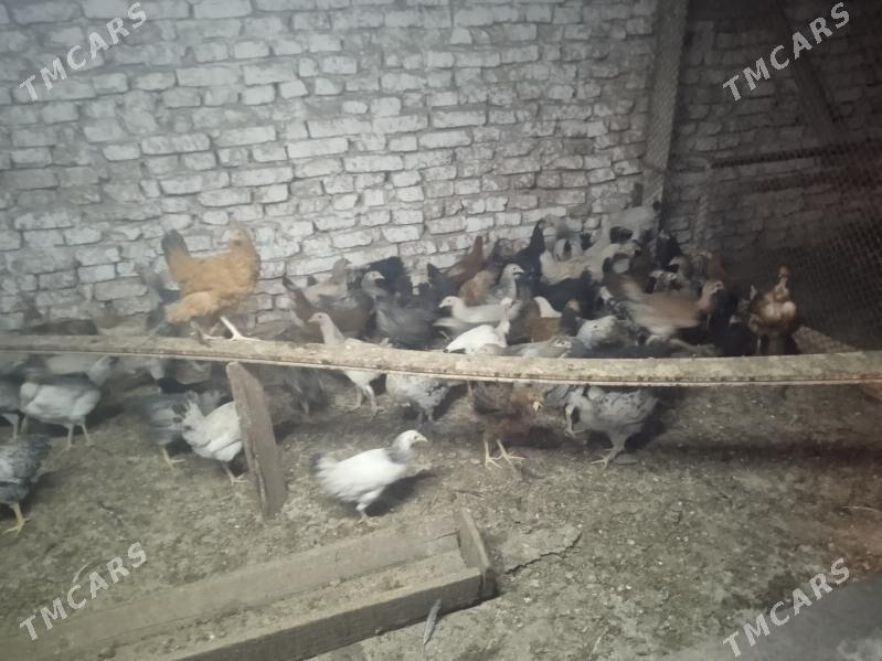 Gaz we towuk - Теджен - img 7