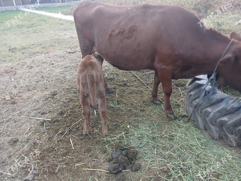 Göleli Sygyr - Murgap - img 3