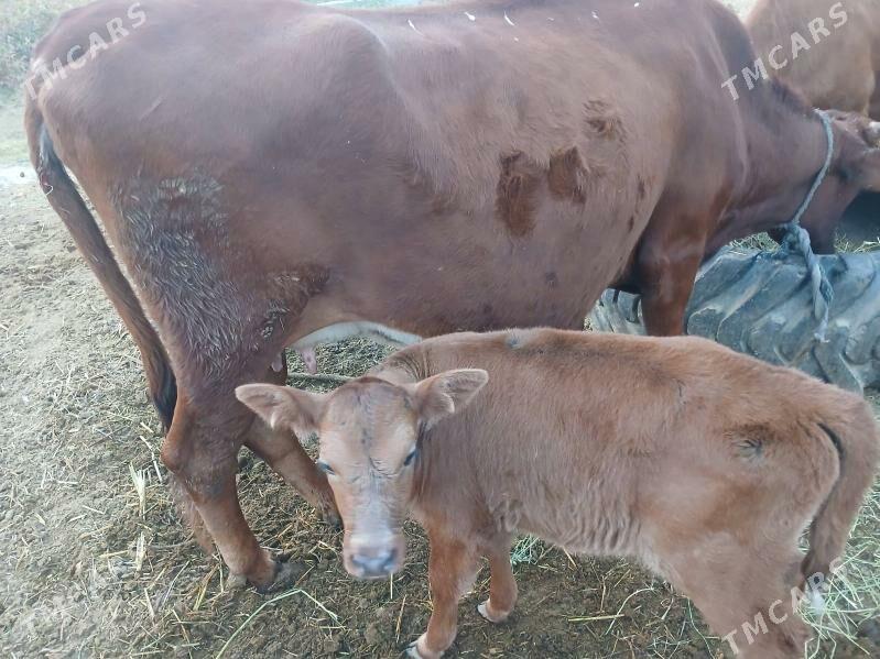 Göleli Sygyr - Murgap - img 2