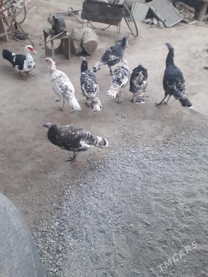 индуклар - Türkmenabat - img 1