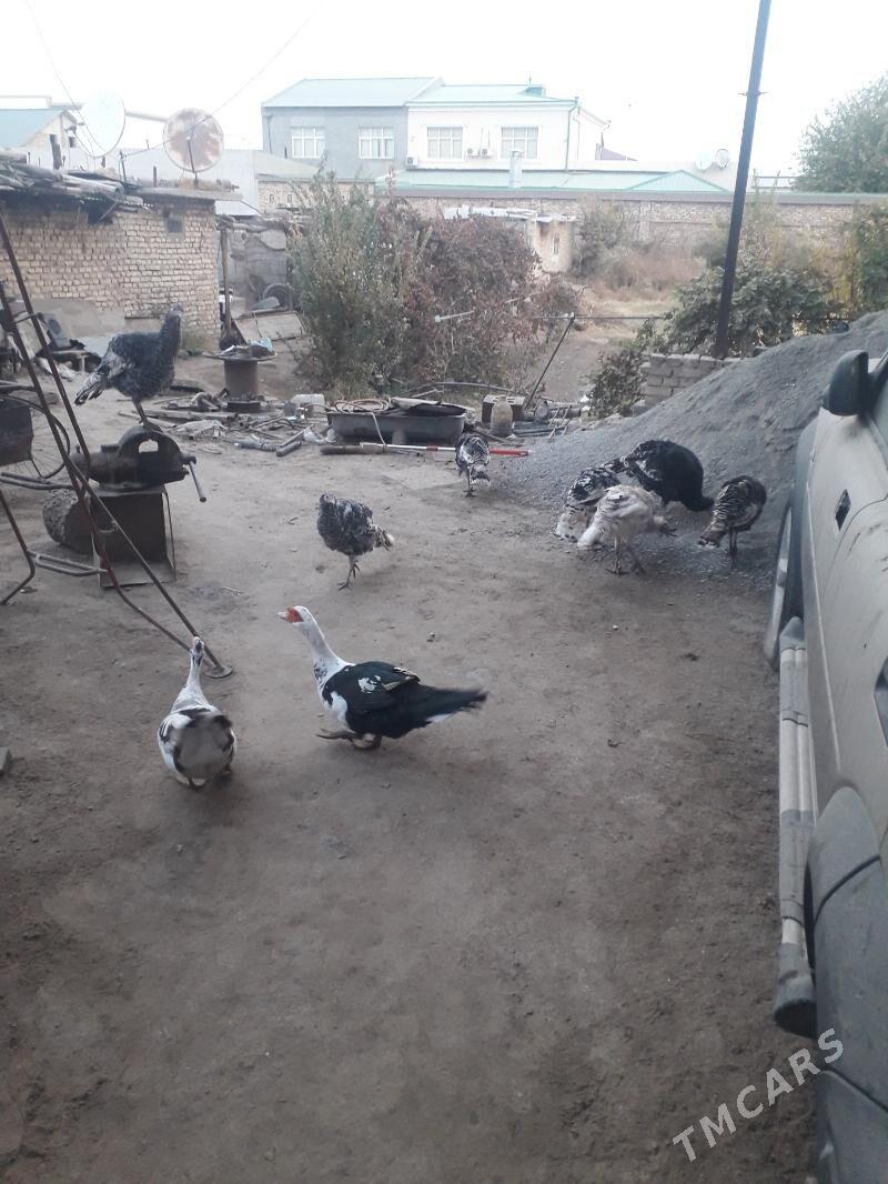 индуклар - Türkmenabat - img 2