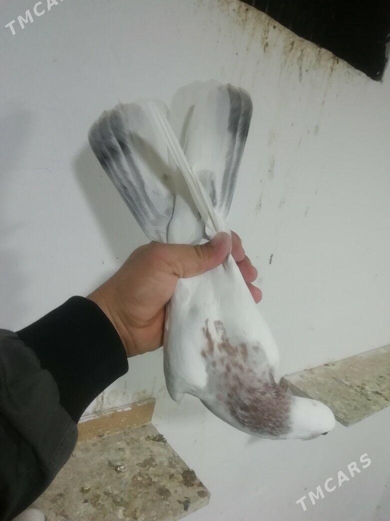 Kepderi - Балканабат - img 5