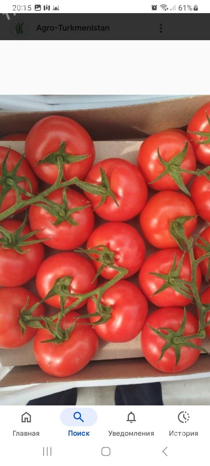 parnik pamidor - Ак-Бугдайский этрап - img 2