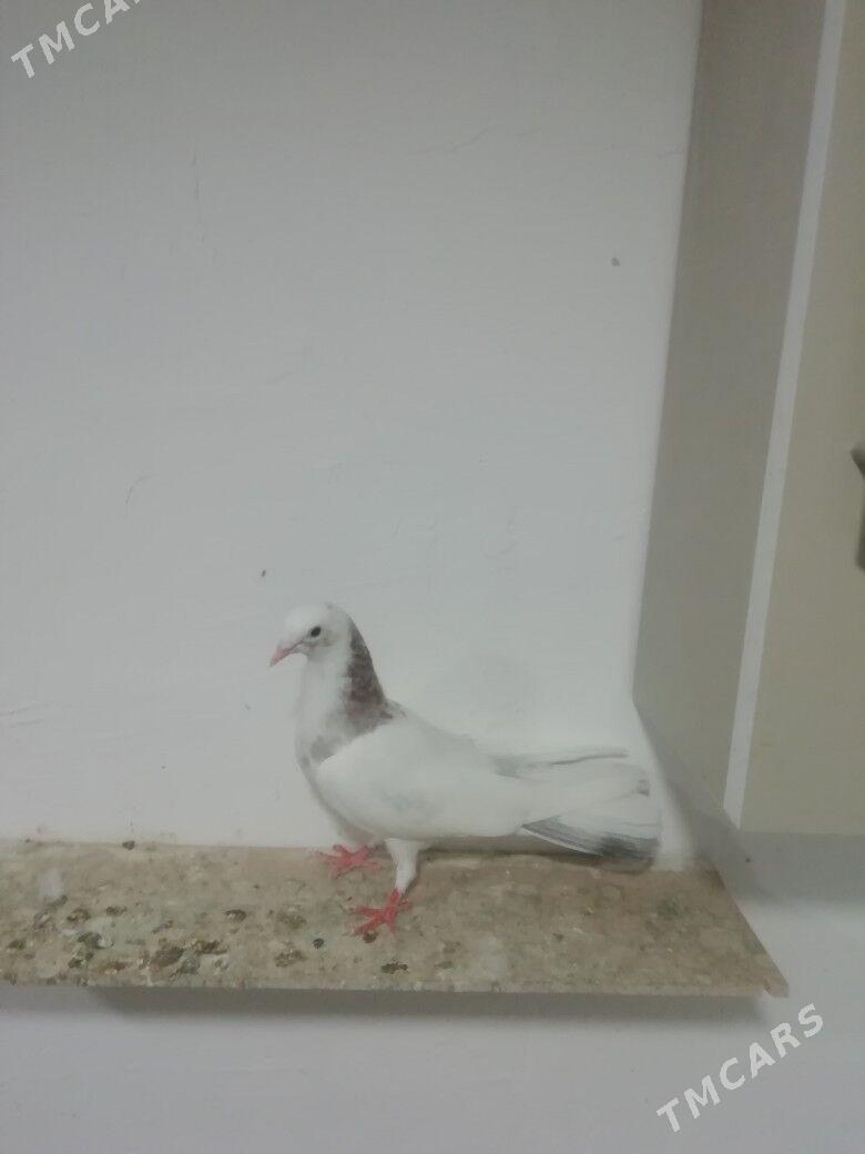 Kepderi - Балканабат - img 7