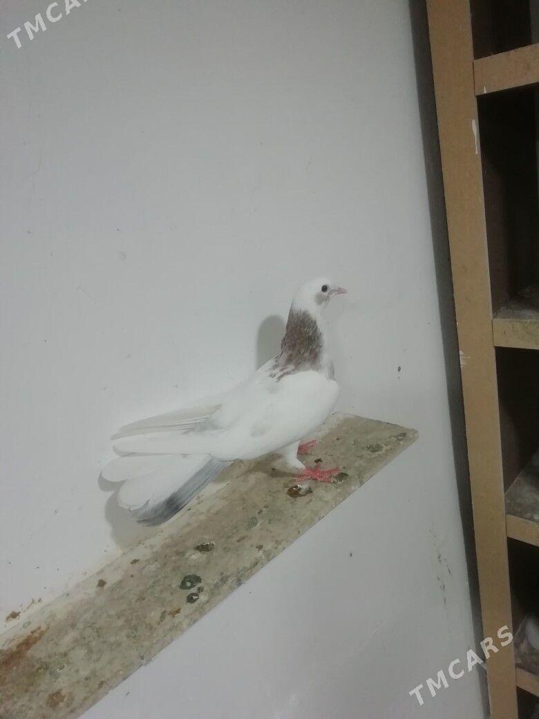 Kepderi - Балканабат - img 2