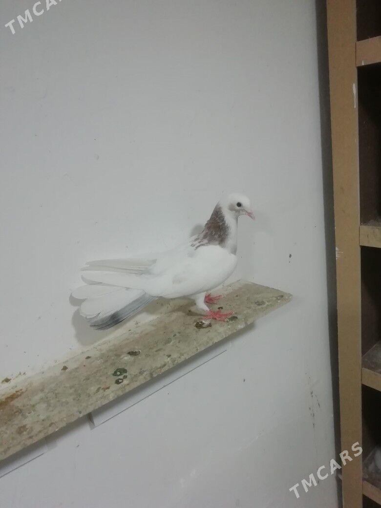 Kepderi - Балканабат - img 4