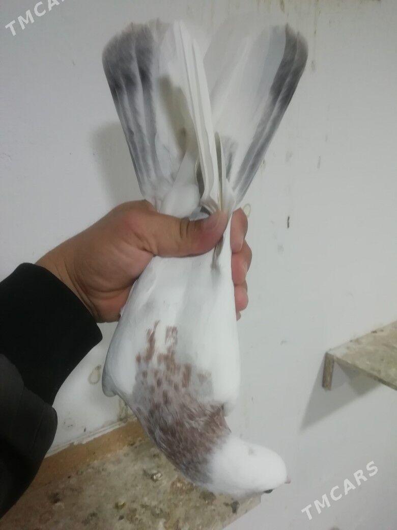 Kepderi - Балканабат - img 6