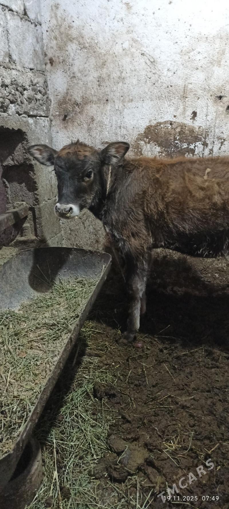 swes tuwe - Büzmeýin - img 2