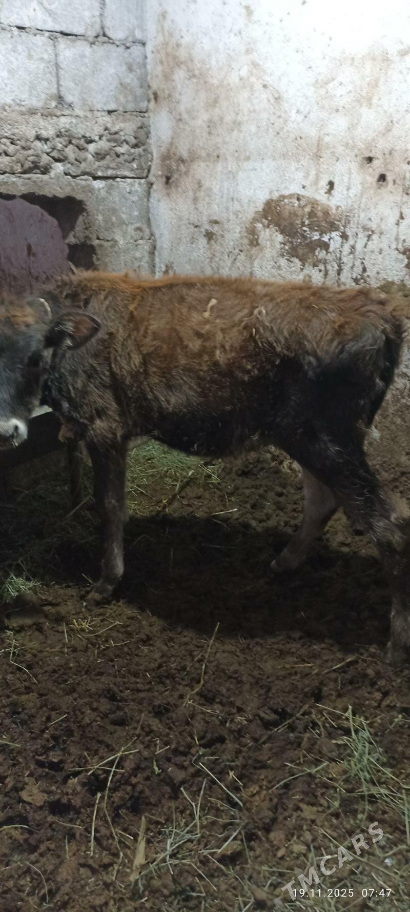 swes tuwe - Büzmeýin - img 4