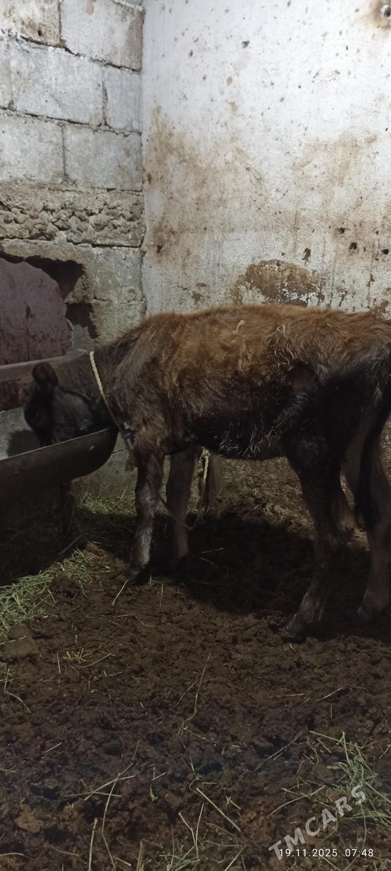 swes tuwe - Büzmeýin - img 3