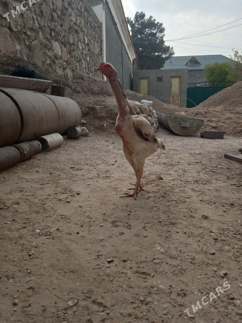 bayes maki - Balkanabat - img 4