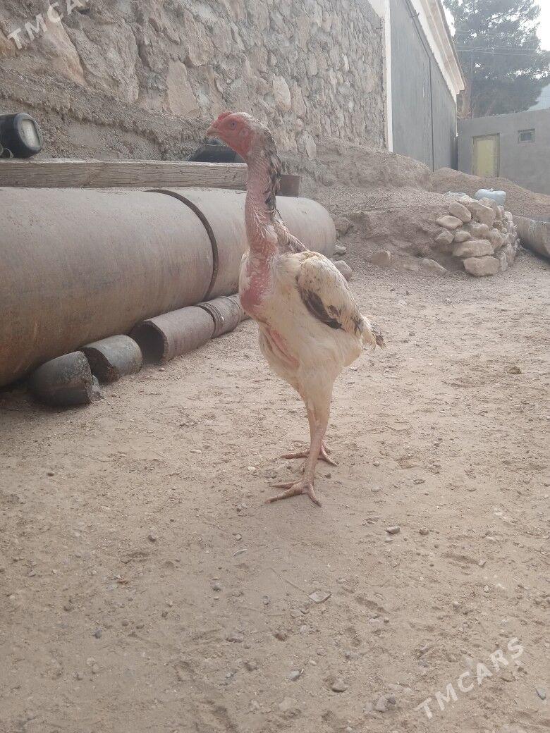 bayes maki - Balkanabat - img 1