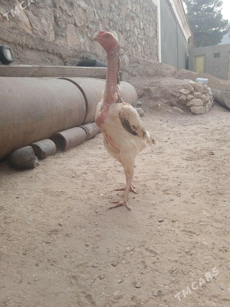 bayes maki - Balkanabat - img 2