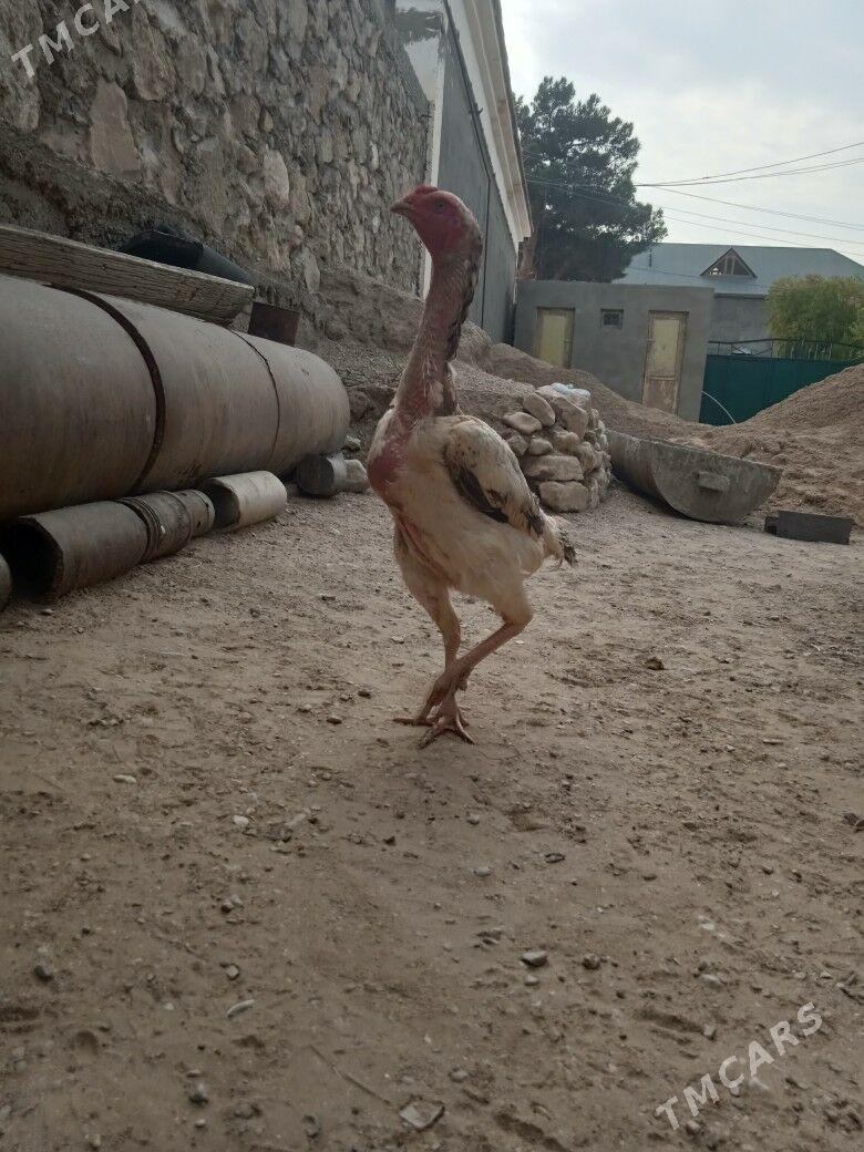 bayes maki - Balkanabat - img 3