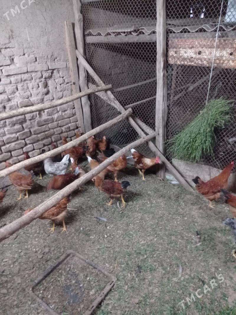 horaz - Сакарчага - img 3