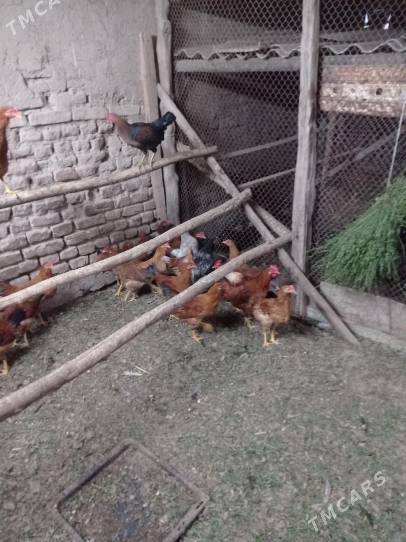 horaz - Сакарчага - img 2