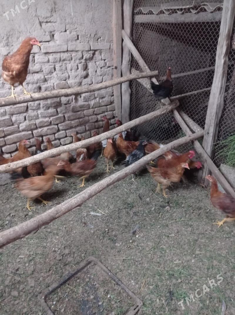 horaz - Сакарчага - img 1