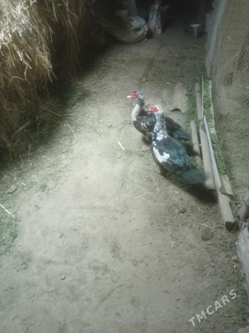 Induwutga ordek - Сакарчага - img 2