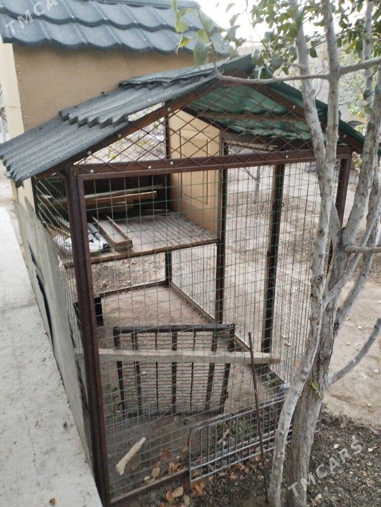 Tawyk ketegi - Balkanabat - img 4