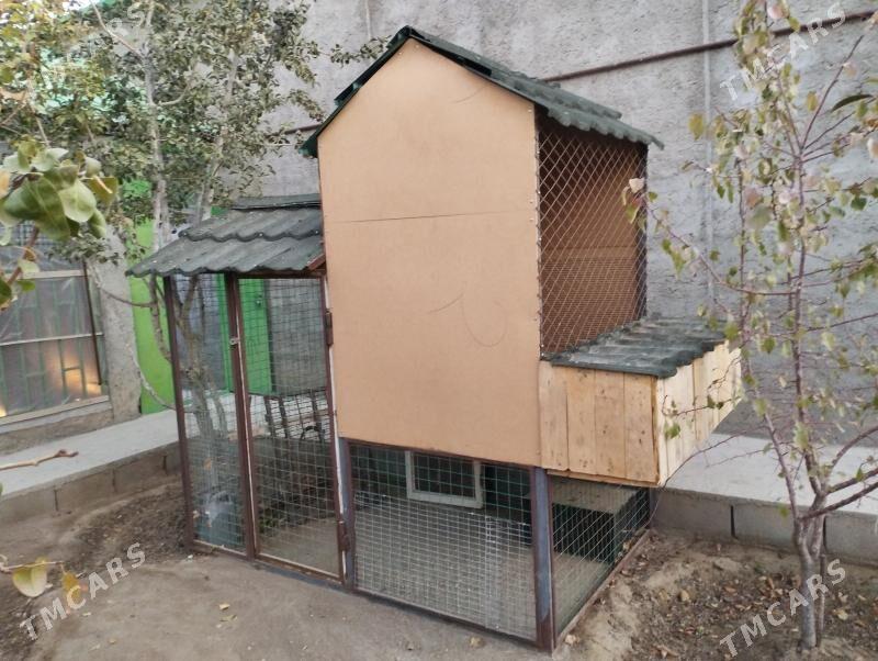 Tawyk ketegi - Balkanabat - img 2