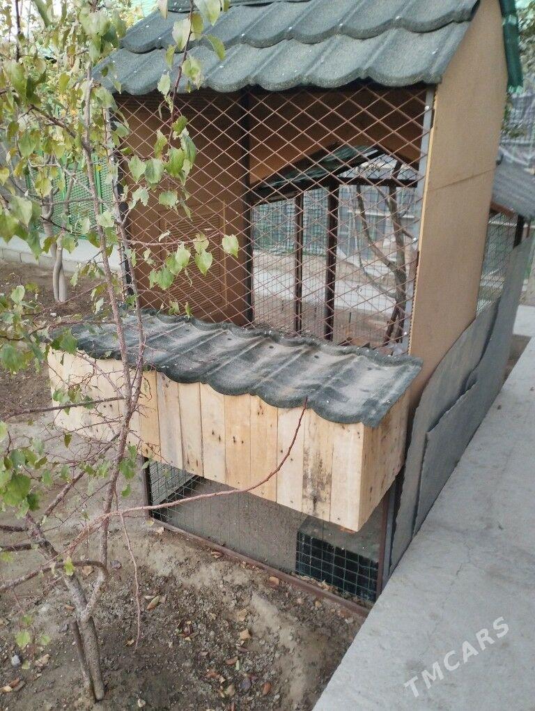 Tawyk ketegi - Balkanabat - img 3