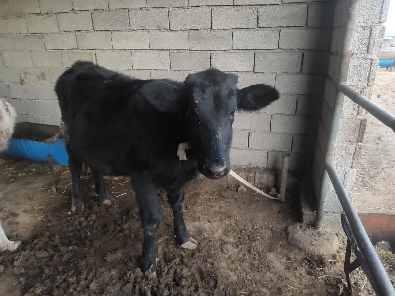 Gulajyn bakylyan 4 sany - Wekilbazar - img 4