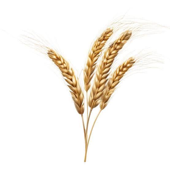 Tyrtykal bugday mal ucin arpa - Bäherden - img 2