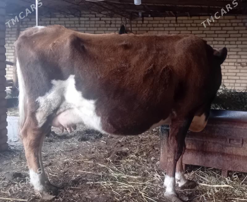 Göleli sygyr. - Dänew - img 2