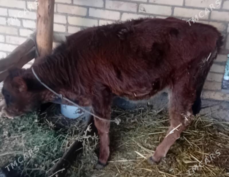 Göleli sygyr. - Dänew - img 1