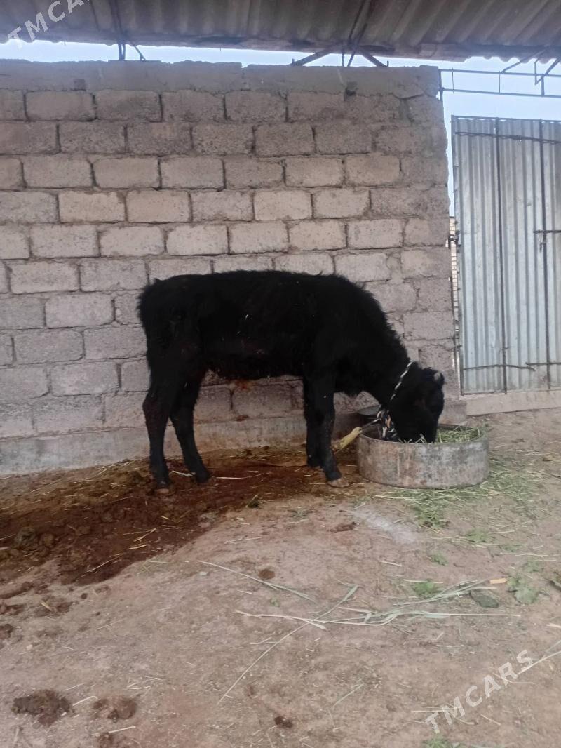 öküzçe - Ýaşlyk - img 3