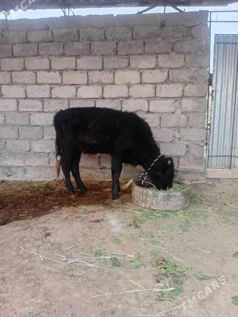 öküzçe - Ýaşlyk - img 1