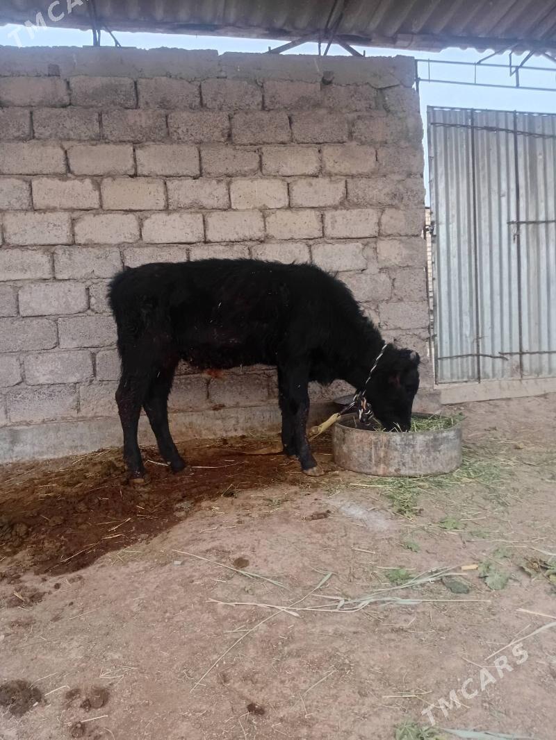 öküzçe - Ýaşlyk - img 6