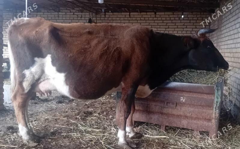 Göleli sygyr. - Dänew - img 4