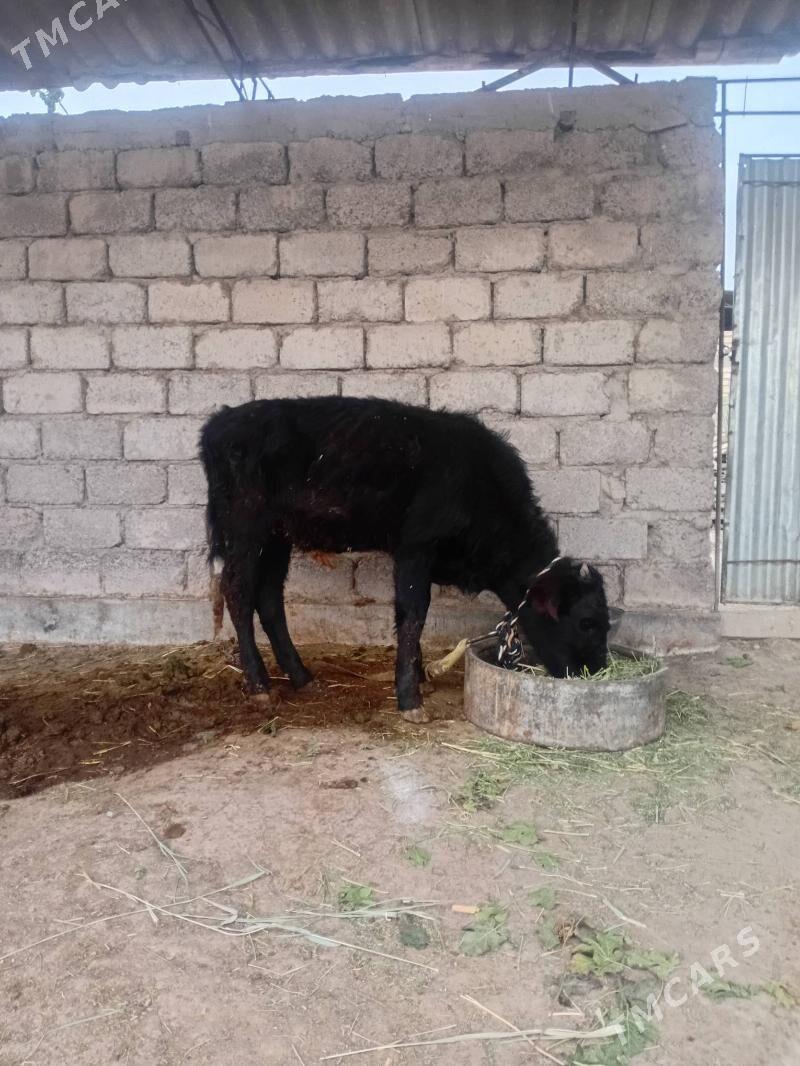 öküzçe - Ýaşlyk - img 4