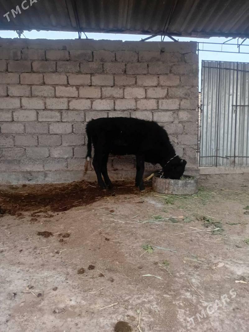 öküzçe - Ýaşlyk - img 5