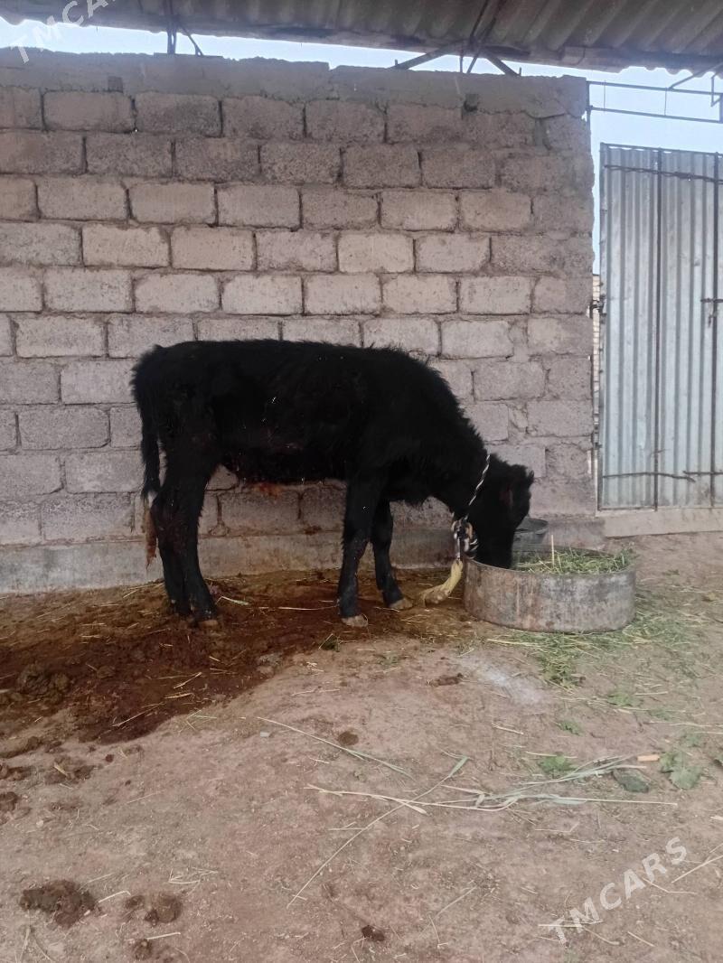 öküzçe - Ýaşlyk - img 2