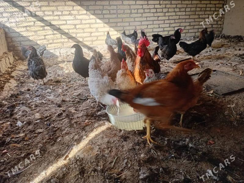 towuk - Murgap - img 1