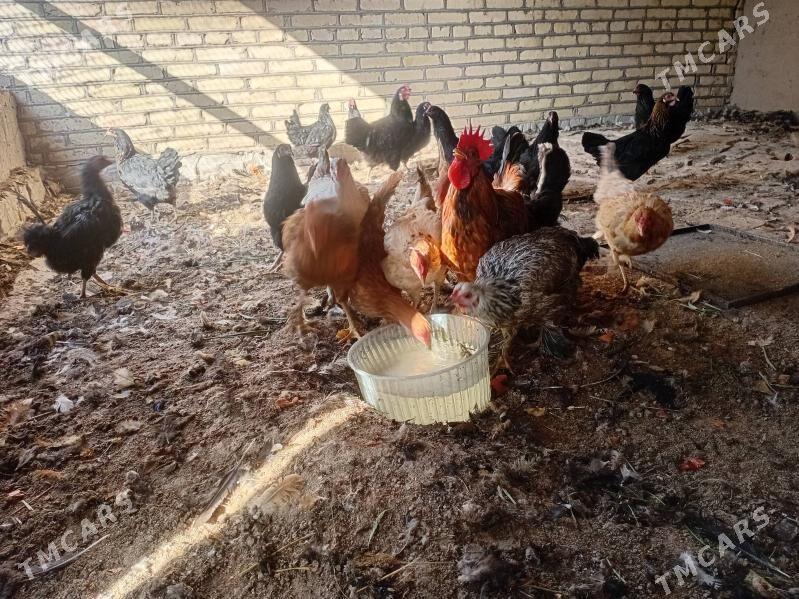 towuk - Murgap - img 2