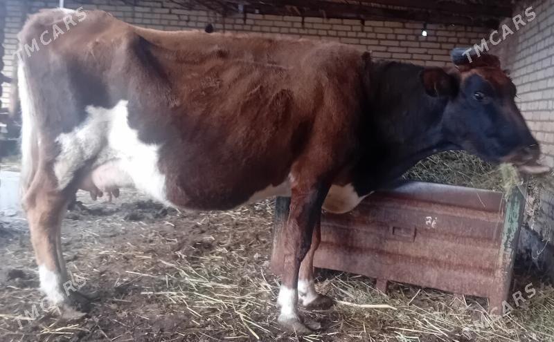 Göleli sygyr. - Dänew - img 5