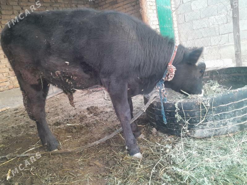 öküzce - Kaka - img 2