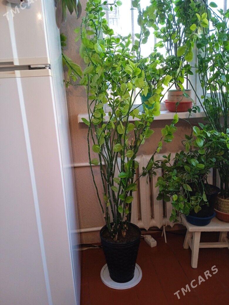 Березка крупная - Mary - img 1