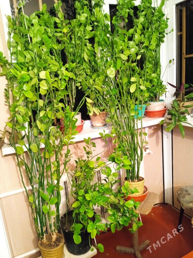 Березка крупная - Mary - img 2