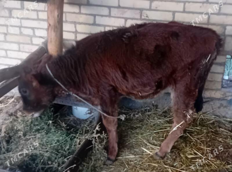 Göleli sygyr. - Dänew - img 3